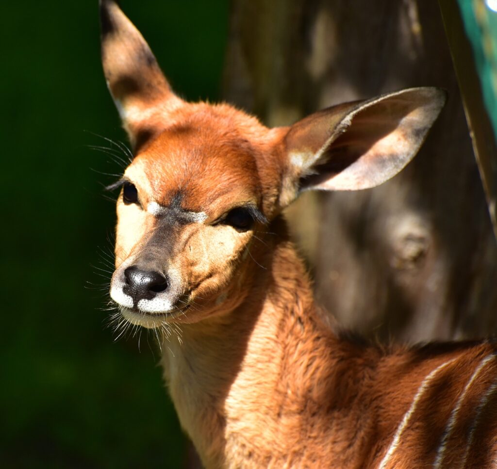 nyala antelopes, antelope species, brown-825503.jpg